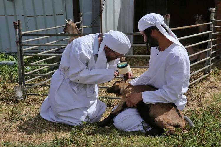 Kohanim temple jerusalem passover sacrifice 2