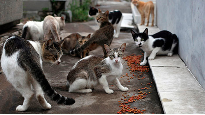 Gatos callejeros